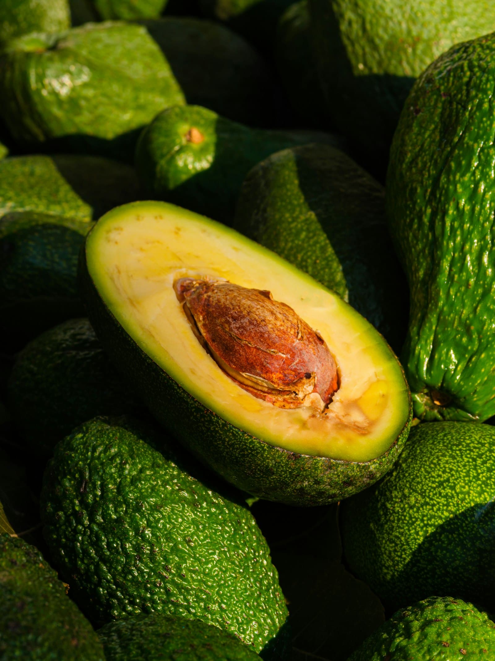 Pile of fresh Hass avocados — export grade