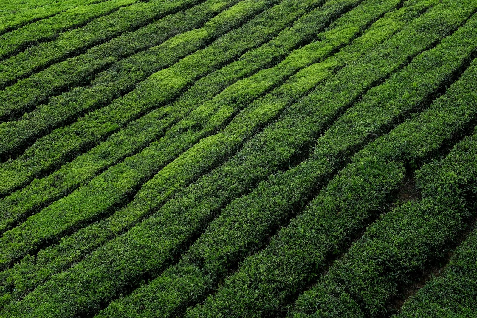 Kenya highland farm — fields in the Central Province growing region