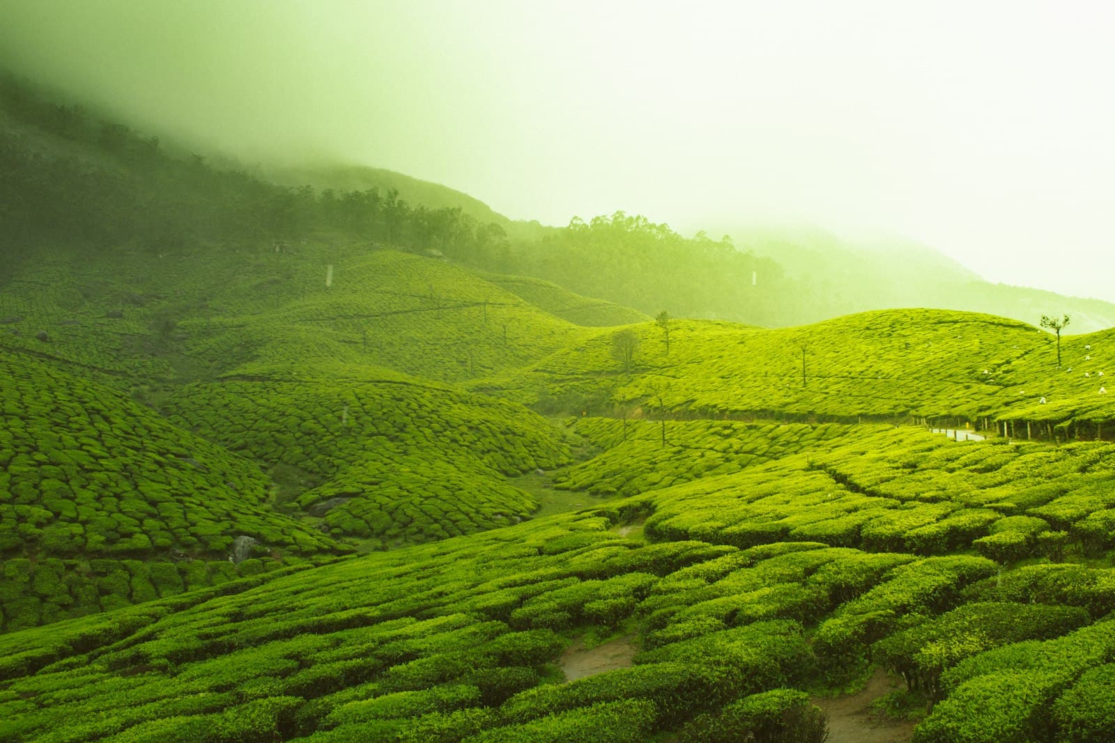 Kyawol Kenya operations — green farmland in the highland sourcing belt